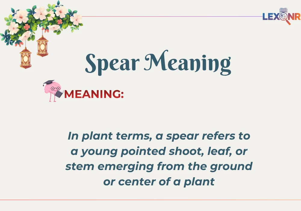 Spear meaning plant