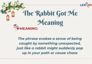 The Rabbit Got Me Meaning