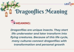Dragonflies Meaning