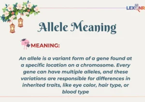 Allele Meaning