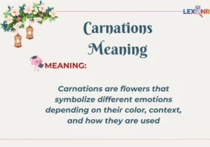 Carnations Meaning