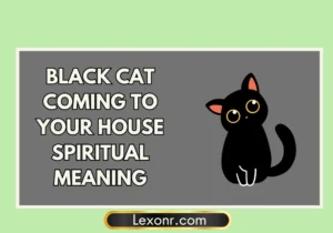 Black Cat Coming To Your House Spiritual Meaning