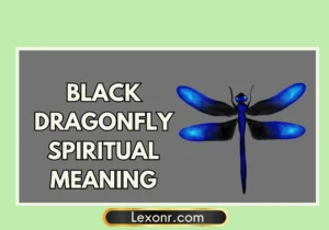 Black Dragonfly Spiritual Meaning
