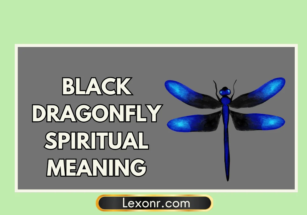 Black Dragonfly Spiritual Meaning