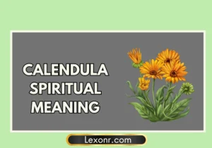 Calendula Spiritual Meaning