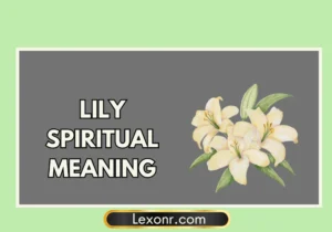 Lily Spiritual Meaning