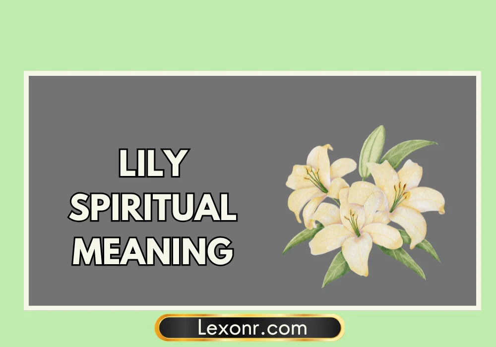 Lily Spiritual Meaning