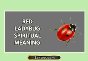 Red Ladybug Spiritual Meaning