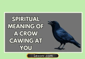 Spiritual Meaning Of A Crow Cawing At You