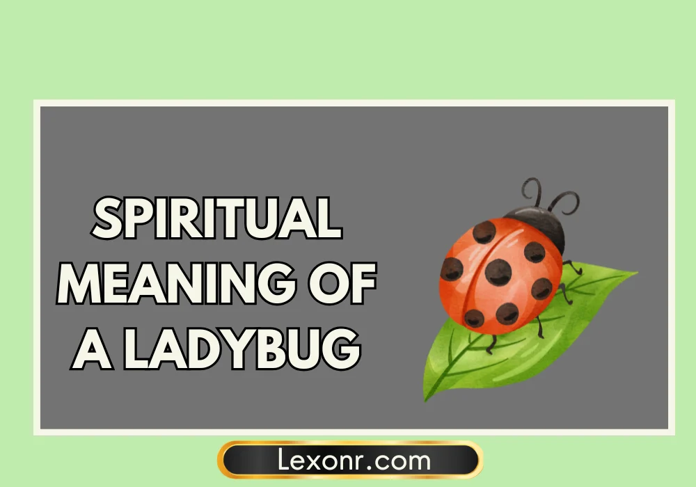 Spiritual Meaning Of A Ladybug