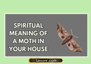 Spiritual Meaning Of A Moth In Your House