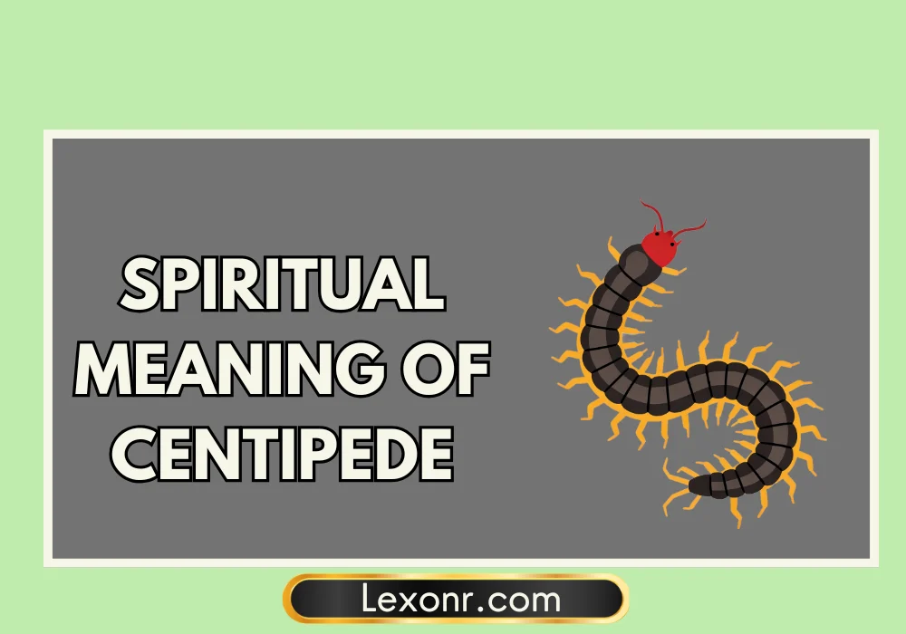 Spiritual Meaning Of Centipede