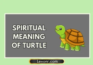 Spiritual Meaning Of Turtle