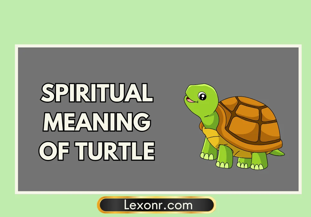 Spiritual Meaning Of Turtle