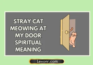 Stray Cat Meowing At My Door Spiritual Meaning
