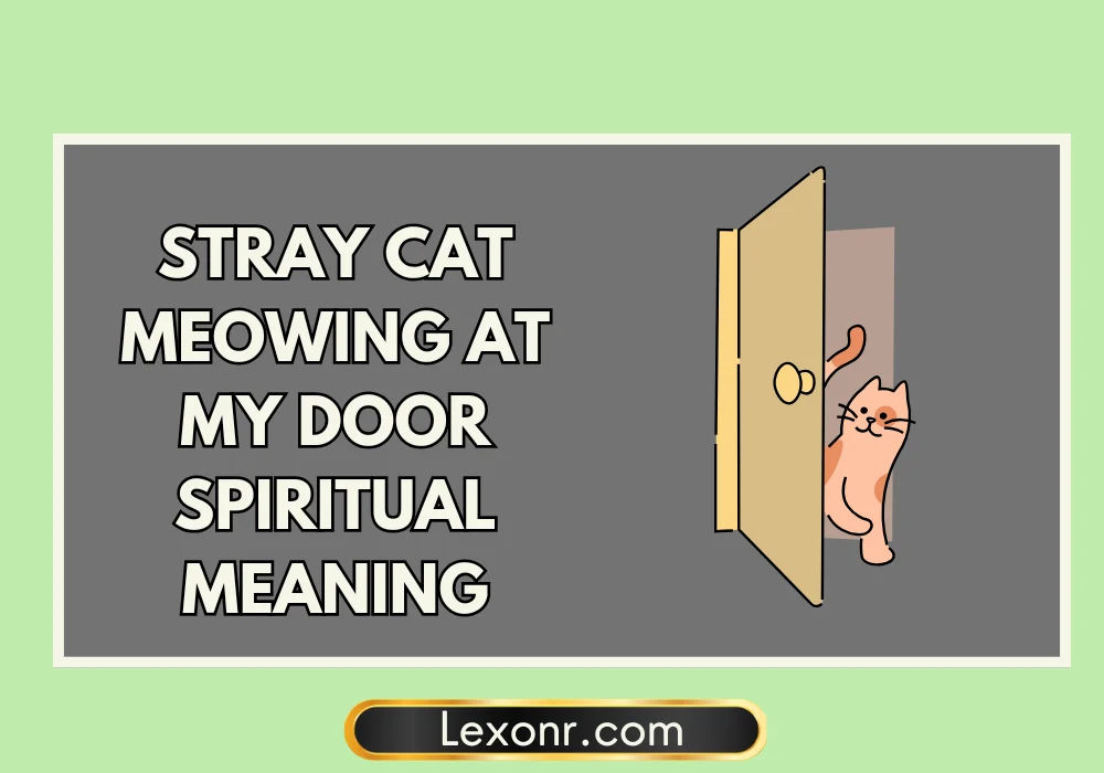 Stray Cat Meowing At My Door Spiritual Meaning