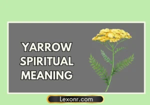 Yarrow Spiritual Meaning